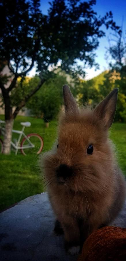 Лоджи Brvnara Borovik Цетине-30