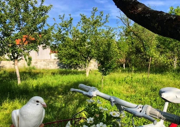 Лоджи Brvnara Borovik Цетине-32