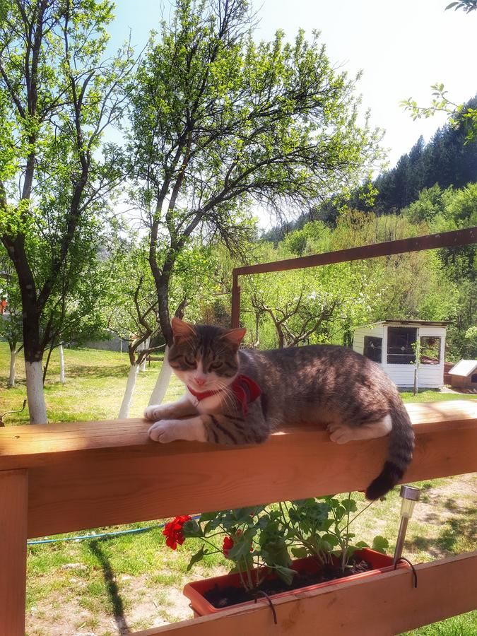 Лоджи Brvnara Borovik Цетине-33