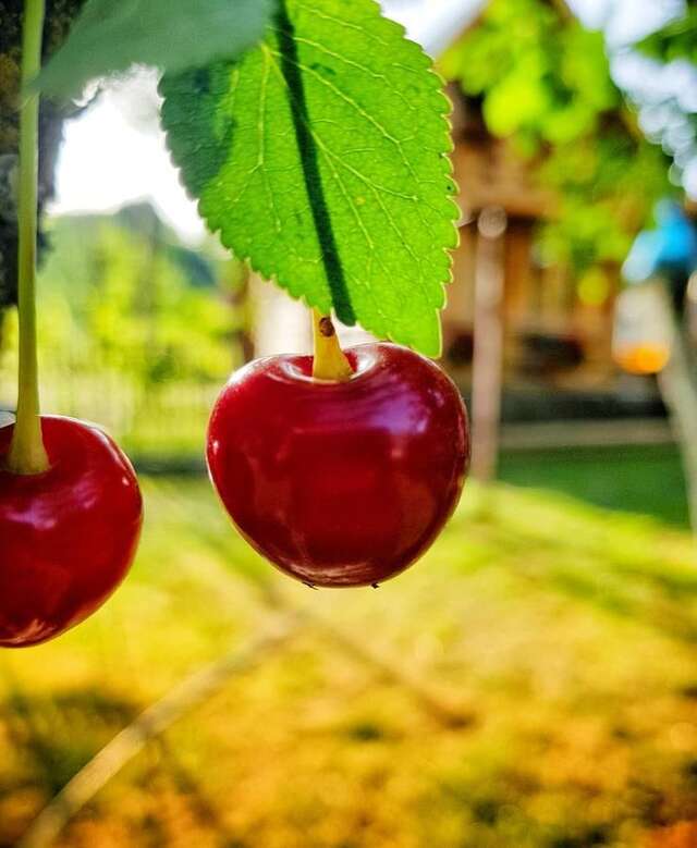 Лоджи Brvnara Borovik Цетине-25