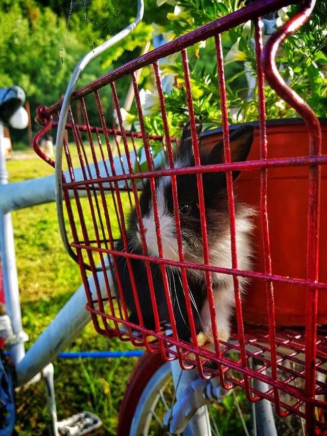 Лоджи Brvnara Borovik Цетине-28