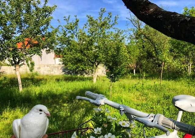 Лоджи Brvnara Borovik Цетине-31